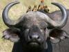 Africa Nature Animals (31)